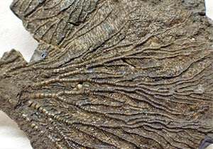 Large complete crinoid fossil head (125 mm) <em>Pentacrinites</em>