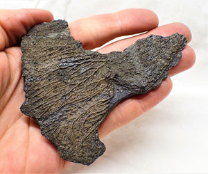 Complete crinoid fossil head (105 mm) <em>Pentacrinites</em>