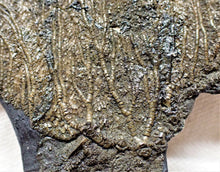 Load image into Gallery viewer, Complete crinoid fossil head (105 mm) &lt;em&gt;Pentacrinites&lt;/em&gt;
