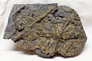 Detailed crinoid in shale (125 mm)