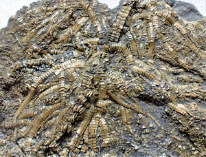 Detailed crinoid in shale (125 mm)