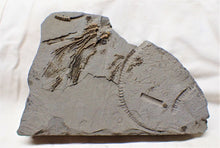 Load image into Gallery viewer, Rare crinoid head in shale display fossil

