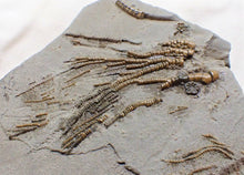 Load image into Gallery viewer, Rare crinoid head in shale display fossil
