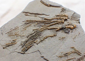 Rare crinoid head in shale display fossil