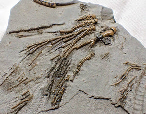 Rare crinoid head in shale display fossil