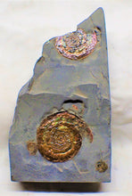 Load image into Gallery viewer, Rainbow iridescent double-Psiloceras ammonite display piece

