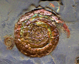 Rainbow iridescent double-Psiloceras ammonite display piece