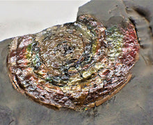 Load image into Gallery viewer, Rainbow iridescent double-Psiloceras ammonite display piece
