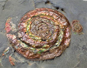 Rainbow iridescent double-Psiloceras ammonite display piece