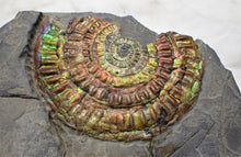 Load image into Gallery viewer, Stunning huge rainbow iridescent Caloceras ammonite

