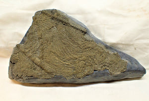 Large detailed pyrite crinoid fossil (232 mm)