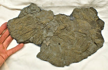 Load image into Gallery viewer, Very large pyrite crinoid colony (312 mm) &lt;em&gt;Pentacrinites&lt;/em&gt;
