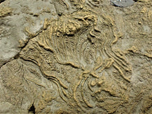 Load image into Gallery viewer, Very large pyrite crinoid colony (312 mm) &lt;em&gt;Pentacrinites&lt;/em&gt;
