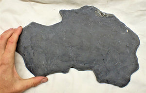Very large pyrite crinoid colony (312 mm) <em>Pentacrinites</em>
