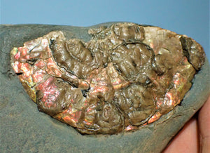 Iridescent Caloceras display ammonite with encrusting bivalves