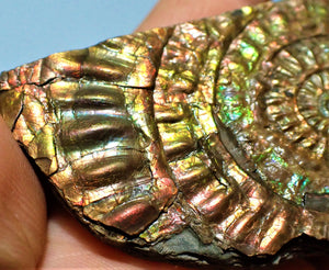 "Popped" fiery rainbow iridescent Caloceras display half ammonite
