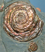 Load image into Gallery viewer, Stunning perfect, large iridescent Psiloceras ammonite display piece
