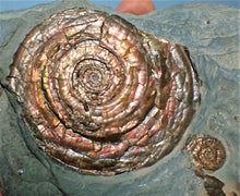 Load image into Gallery viewer, Stunning perfect, large iridescent Psiloceras ammonite display piece
