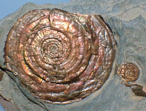 Stunning perfect, large iridescent Psiloceras ammonite display piece