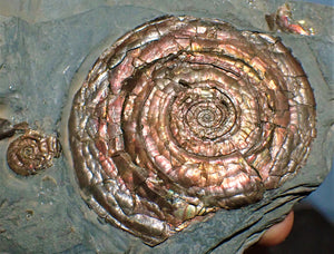 Stunning perfect, large iridescent Psiloceras ammonite display piece