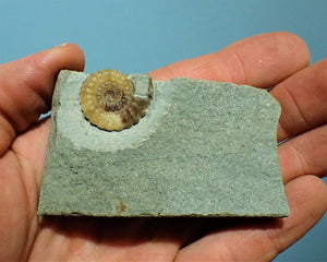 Calcite Promicroceras ammonite display piece