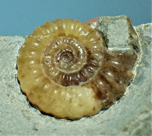 Calcite Promicroceras ammonite display piece