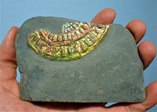 Load image into Gallery viewer, Fiery green iridescent Caloceras display ammonite
