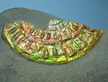 Load image into Gallery viewer, Fiery green iridescent Caloceras display ammonite
