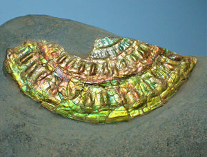 Fiery green iridescent Caloceras display ammonite