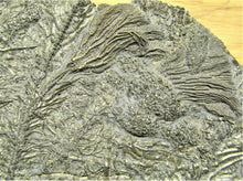 Load image into Gallery viewer, A closeup of the crinoid heads
