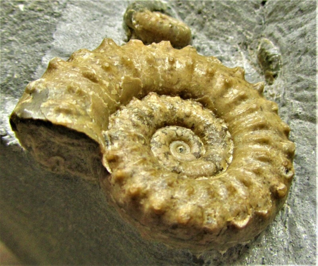 Calcite Microderoceras birchi ammonite (45 mm)