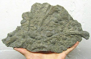 Large pyrite crinoid colony (270 mm)