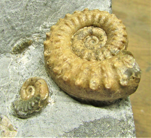Calcite Microderoceras birchi ammonite (45 mm)