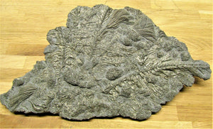 Large pyrite crinoid colony (270 mm)